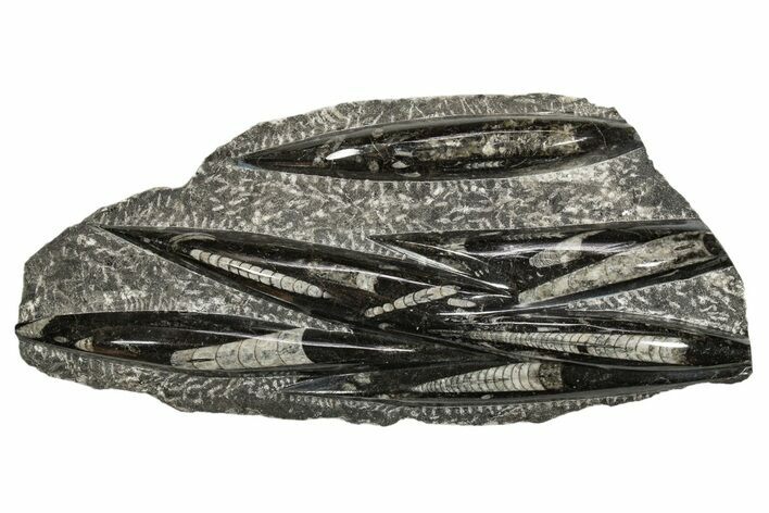 Polished Fossil Orthoceras (Cephalopod) Plate - Morocco #341169